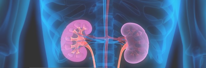 Est-ce Que Les Reins Peuvent Refonctionner